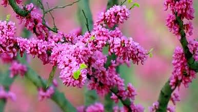 春天里的紫荆花娇艳唯美视频的预览图